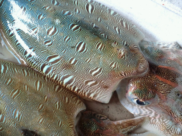モンゴウイカ 玉島魚市場 お魚情報