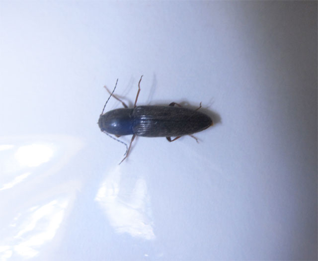室内で黒い初めて見る虫を発見しました 昆虫ブログ むし探検広場