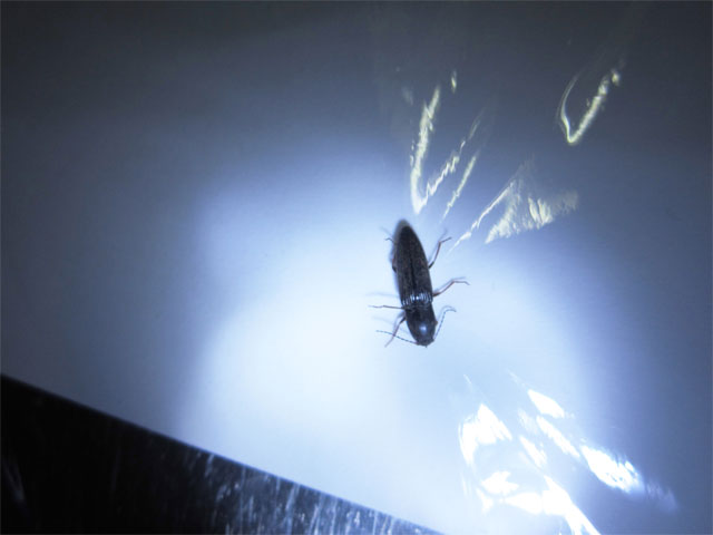 室内で黒い初めて見る虫を発見しました 昆虫ブログ むし探検広場