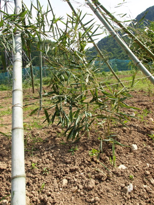 f0135908_6571776.jpg