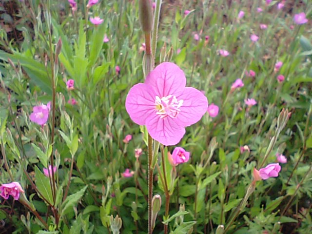 赤花ユウゲショウと大小の待宵草 12 6 3 徳ちゃん便り