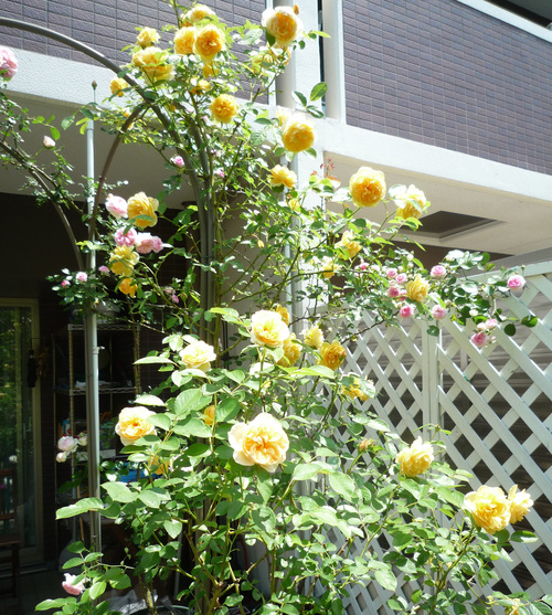 e0158919_1213453.jpg