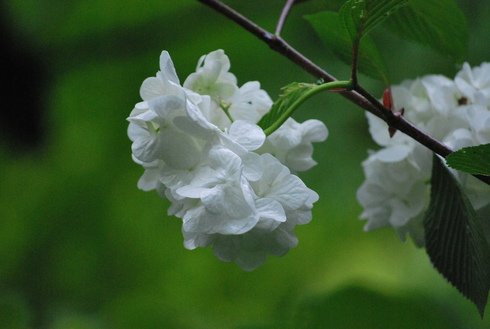 花仙庵　仙仁温泉　岩の湯　｛花・灯・巧｝_e0202231_11192854.jpg