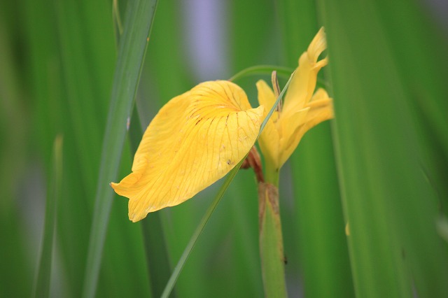 ６月２日　カルミアの花_a0045932_19292371.jpg