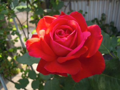 e0097534_10303971.jpg