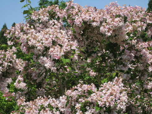 県立植物公園_a0158236_10112376.jpg