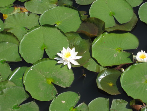 県立植物公園_a0158236_1075584.jpg