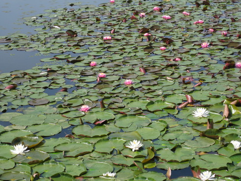 県立植物公園_a0158236_1081820.jpg