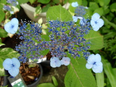 c0097838_0393351.jpg