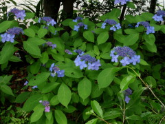 c0097838_040189.jpg