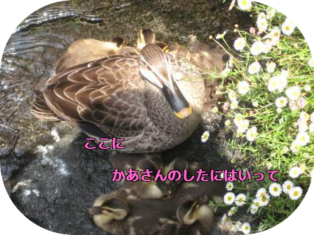 e0255638_14513383.png