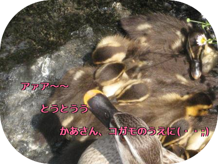 e0255638_1452345.png