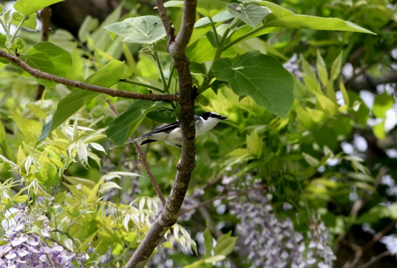 藤の花とサンショウクイ_f0206138_946092.jpg