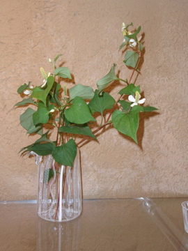 アキノヨーコガラス展- 3_b0132442_12323781.jpg