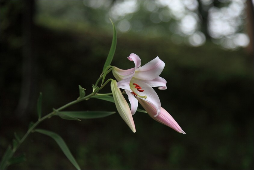 ササユリ 野草風薫