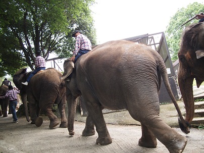 象と遊べる動物園。_d0159155_2215245.jpg