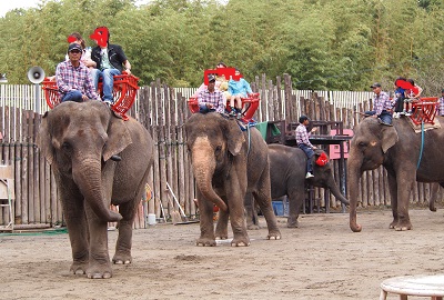 象と遊べる動物園。_d0159155_22185274.jpg