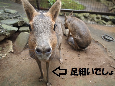 象と遊べる動物園。_d0159155_224653.jpg