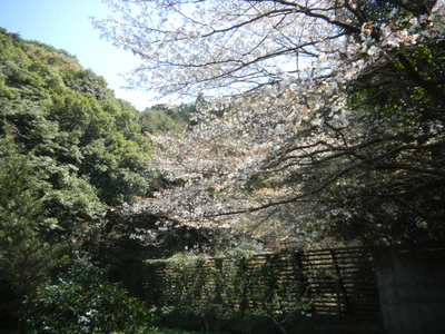 桜_d0237757_037566.jpg