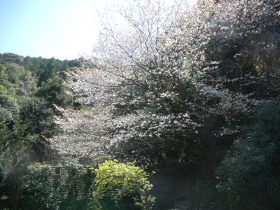 桜_d0237757_0381935.jpg