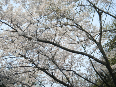 桜_d0237757_0393042.jpg