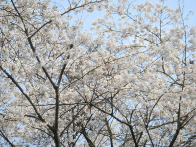 桜_d0237757_039495.jpg