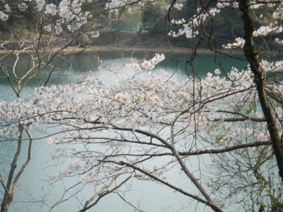 桜_d0237757_0402167.jpg