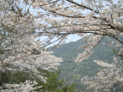 桜_d0237757_0405911.jpg