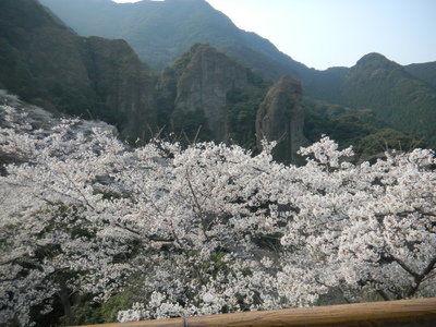 桜_d0237757_0422159.jpg