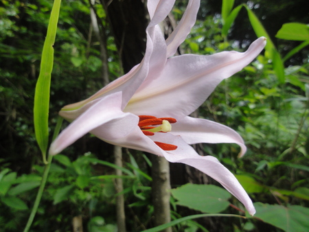 平成２４年「ササユリ便り第６便」　in　うみべの森_c0108460_2335186.jpg