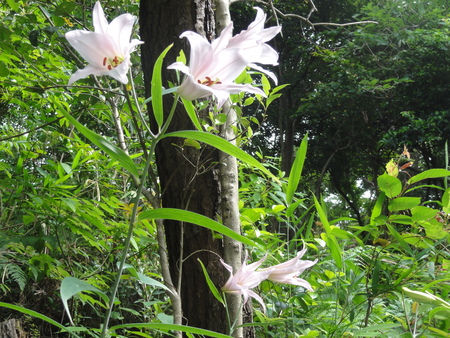 平成２４年「ササユリ便り第６便」　in　うみべの森_c0108460_2381690.jpg