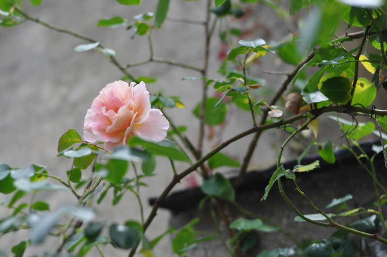 つる薔薇のある洋館_e0053660_20481357.jpg