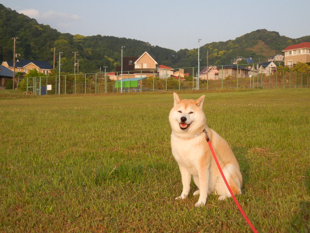 ２０１２年６月３日（日）心ちゃんはもうトカゲ姫、返上？_f0060461_10555457.jpg