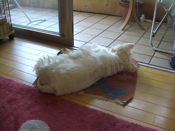 よく眠っています。_b0107163_141764.jpg