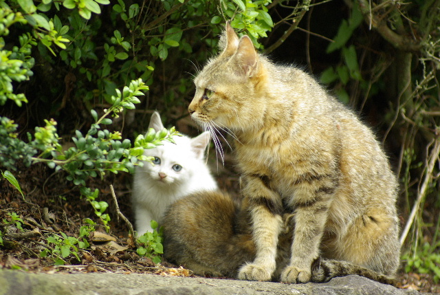 薮から棒に子猫の紹介　何故か白猫が多い #photo #cat #pentax _c0153764_19164534.jpg