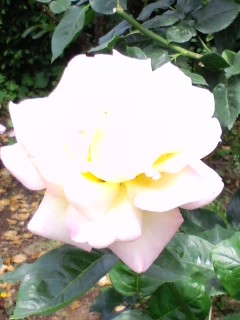 d0080566_1428339.jpg