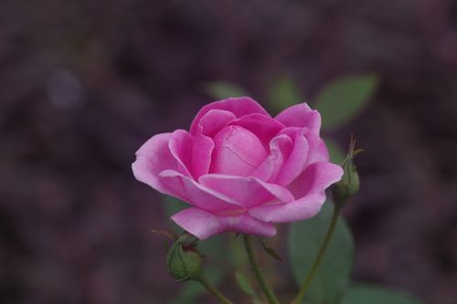 バラ エルモサ ｈermosa ふじふじの花らいふ