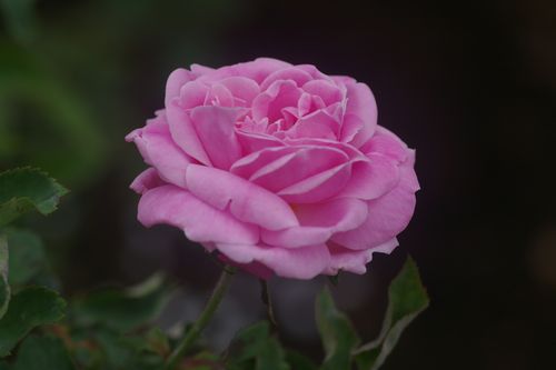 バラ エルモサ ｈermosa ふじふじの花らいふ