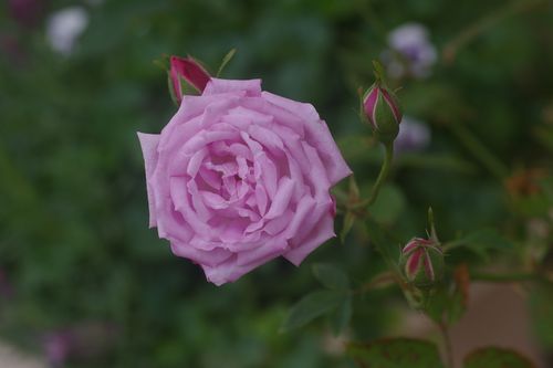 バラ エルモサ hermosa ふじふじの花らいふ バラ エルモサ hermosa ふじふじの花らいふ
