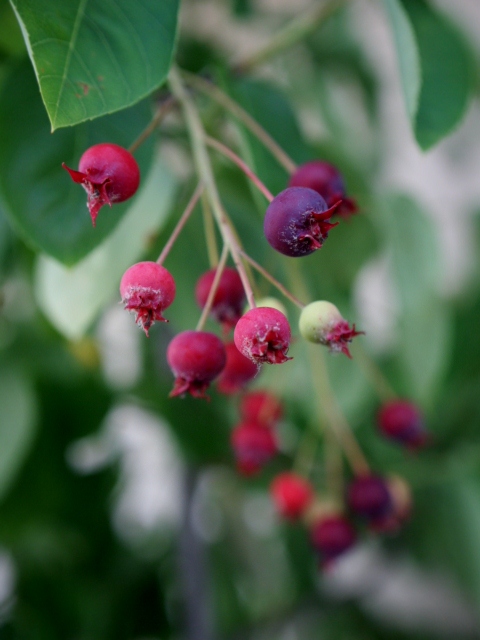 Juneberry_e0254972_1505181.jpg