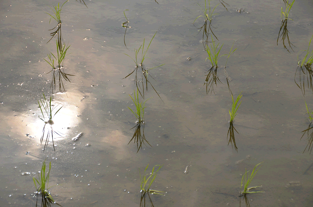 a0275782_917312.gif