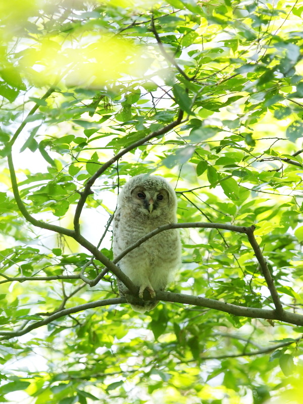 フクロウの幼鳥_f0055184_13575259.jpg