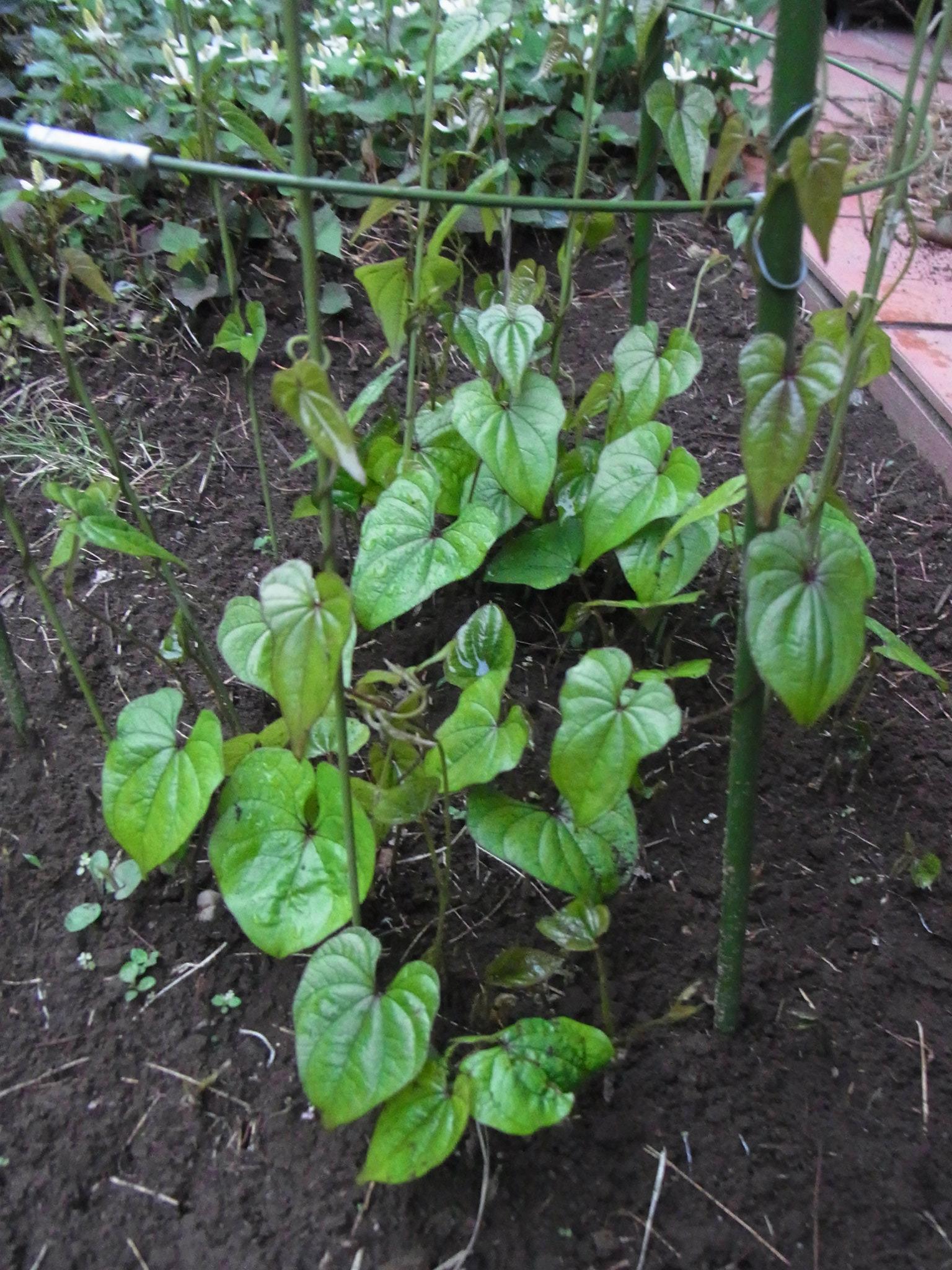 e0201486_65118100.jpg