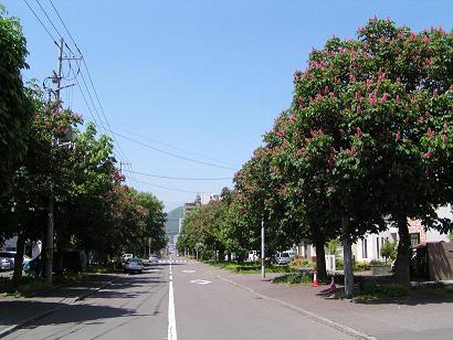 北4条街路樹のとちのき_f0078286_20584673.jpg