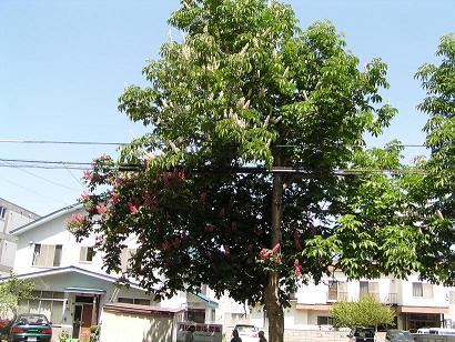 北4条街路樹のとちのき_f0078286_215694.jpg