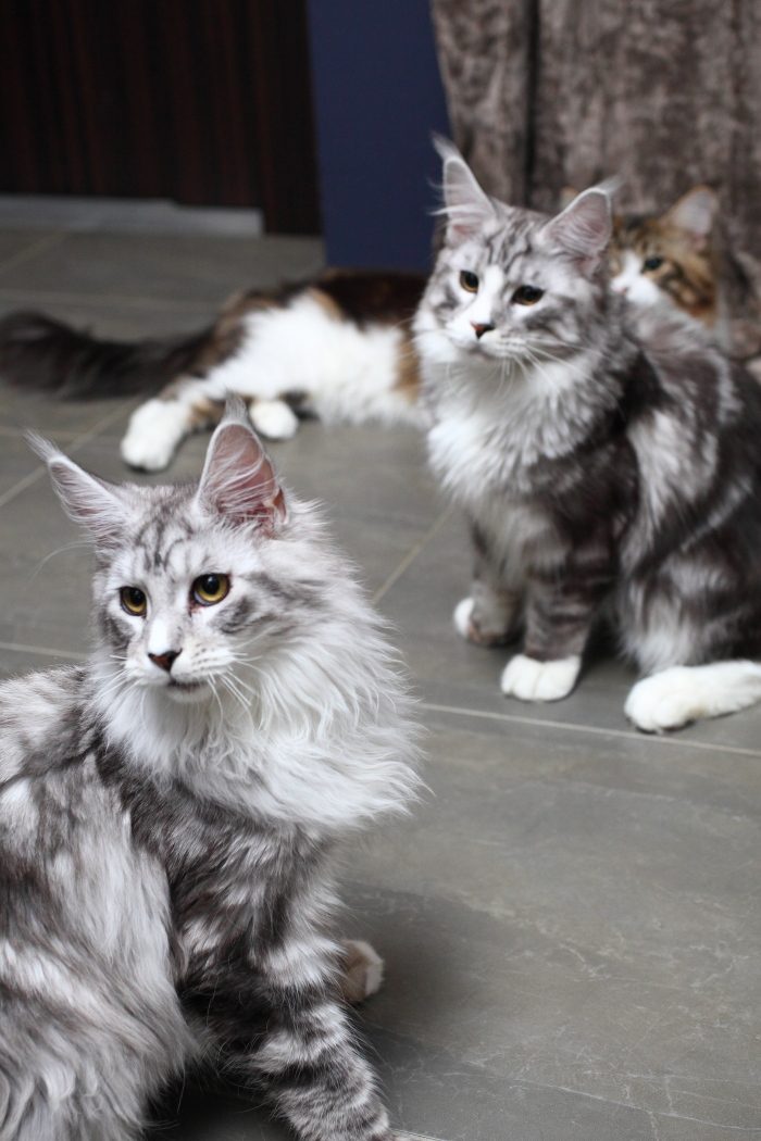 Queen.J】キャンバスF12号 猫 ねこ メインクーン BAEZ3
