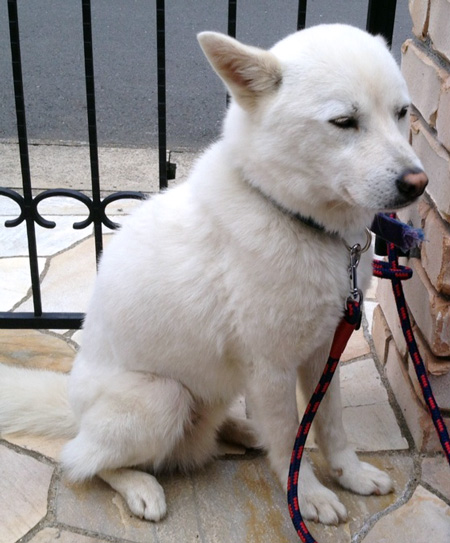 緊急!!迷子犬捜索のお願い_a0126590_13342481.jpg