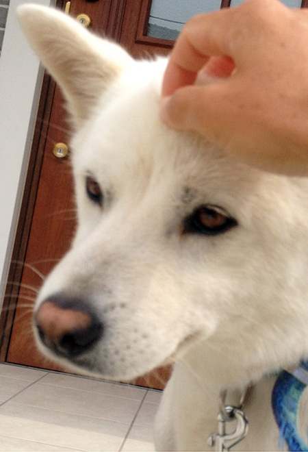 緊急!!迷子犬捜索のお願い_a0126590_2359465.jpg