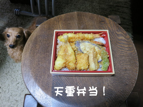 迷い猫 田中園 展示即売所 周辺に居ます_b0200291_217161.jpg