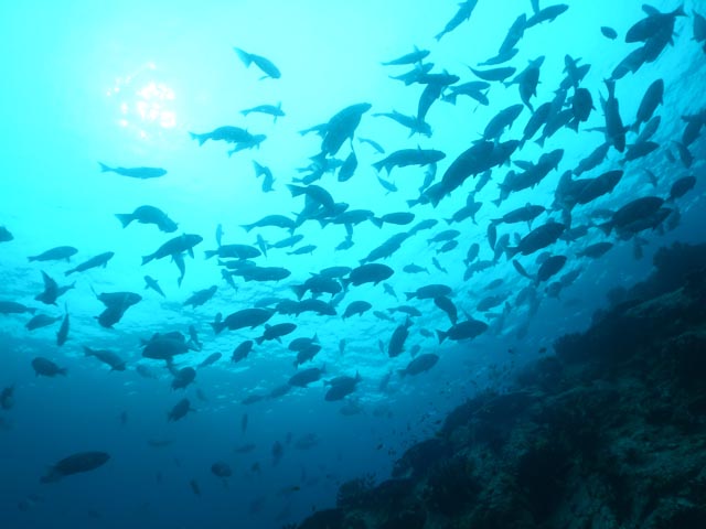 e0064291_443371.jpg